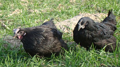 興平市土烏家禽養殖專業合作社 推動現代家禽養殖的典范