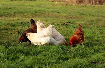 農家散養雞 從自然生長到光禽屠宰與生產全流程解析