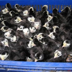 馮氏家禽養殖場 專業提供廣東火雞苗與福建火雞苗，專注光禽屠宰與生產