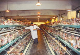 夏季高溫下家禽飼養管理與光禽屠宰生產的協同策略