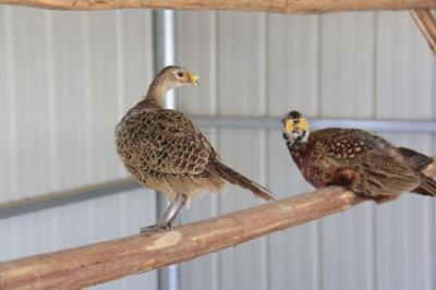農村特種養殖 三大利潤豐厚且易于飼養的項目解析