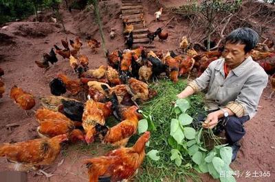 養雞之道 科學養殖與光禽加工的雙重智慧