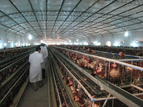 社區“禁養令”風波 農民養殖權益與基層治理的平衡之道