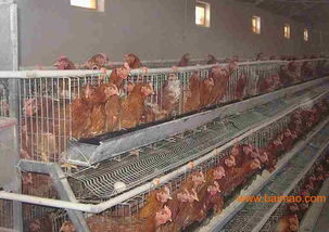 家禽養殖場如何科學選擇溫控鍋爐 從類型、廠家到價格的全面指南