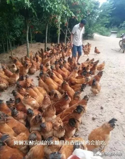 疫情之下養殖場困境破解 光禽屠宰生產自救方案