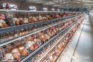 養禽場轉型新方向 純中藥無殘留的屠宰與生產一體化模式