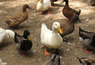 從“豬圈”到“空圈” 農村家禽家畜養殖變遷的背后